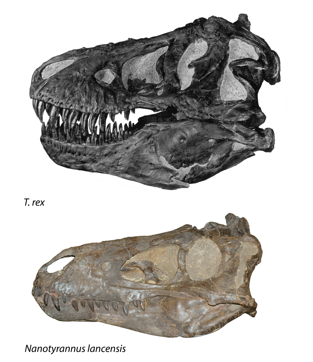 A T. rex skull compared to that of Nanotyrannus lacensis.